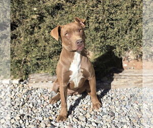 American Staffordshire Terrier Dogs for adoption in Albuquerque, NM, USA