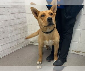 German Shepherd Dog-Unknown Mix Dogs for adoption in San Bernardino, CA, USA
