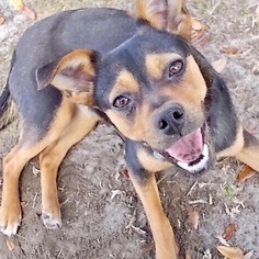 Medium Photo #1 Rat Terrier-Unknown Mix Puppy For Sale in Atlanta, GA, USA