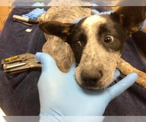 Mutt Dogs for adoption in Riverside, CA, USA