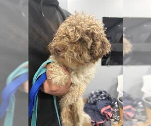 Poodle (Miniature)-Unknown Mix Dogs for adoption in San Martin, CA, USA
