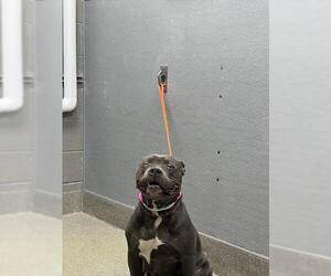 American Pit Bull Terrier-Unknown Mix Dogs for adoption in Las Vegas, NV, USA