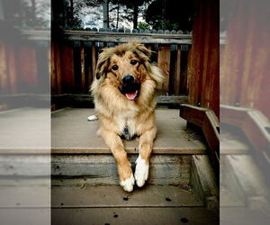 Bernese Mountain Dog-Collie Mix Dogs for adoption in Pueblo West, CO, USA