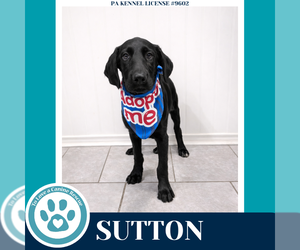 Golden Retriever-Great Dane Mix Dogs for adoption in Kimberton, PA, USA