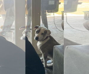 American Pit Bull Terrier-Bull Terrier Mix Dogs for adoption in Queen Creek, AZ, USA
