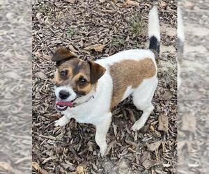 Jack Russell Terrier Dogs for adoption in Little Rock, AR, USA