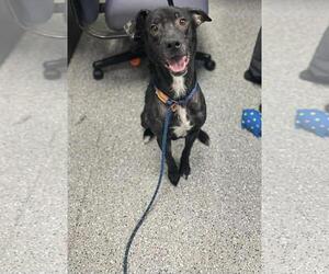 Eurasier-Labrador Retriever Mix Dogs for adoption in Front Royal, VA, USA