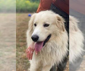 Golden Pyrenees Dogs for adoption in White River Junction, VT, USA