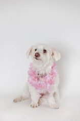 Maltipoo Dogs for adoption in Oceanside, CA, USA