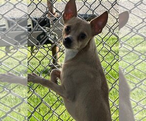 Mutt Dogs for adoption in La Porte, IN, USA