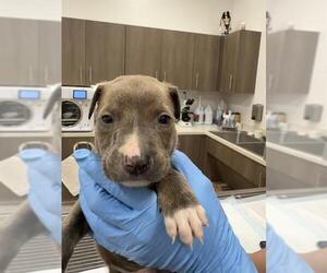 American Pit Bull Terrier-Unknown Mix Dogs for adoption in Baytown, TX, USA