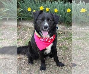 Australian Shepherd-Unknown Mix Dogs for adoption in Spring Lake, NJ, USA