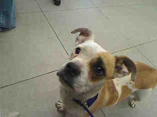 Boglen Terrier Dogs for adoption in Rancho Cucamonga, CA, USA