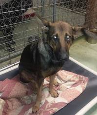 German Shepherd Dog Dogs for adoption in Iroquois, IL, USA