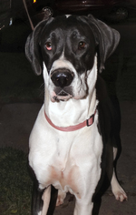Great Dane Dogs for adoption in Tacoma, WA, USA