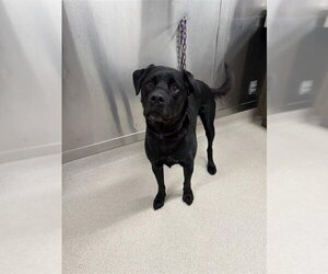 Boxador Dogs for adoption in Fairbanks, AK, USA