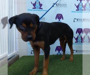 Rottweiler Dogs for adoption in Orlando, FL, USA