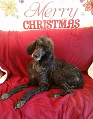 Poodle (Standard) Dogs for adoption in Del Rio, TX, USA
