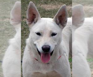 Labrador Retriever-white german shepherd Mix Dogs for adoption in Phoenix, AZ, USA