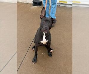 Mutt Dogs for adoption in Louisville, KY, USA