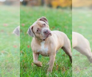 American Staffordshire Terrier Dogs for adoption in Derwood, MD, USA