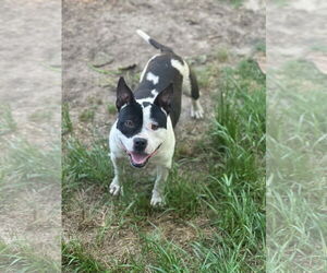 American Staffordshire Terrier-Unknown Mix Dogs for adoption in Rockaway, NJ, USA