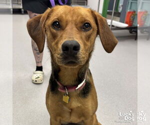 Retriever -Unknown Mix Dogs for adoption in Washington, DC, USA