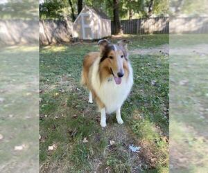 Collie Dogs for adoption in Huntsville, AL, USA