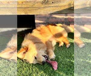 American Eskimo Dog-Unknown Mix Dogs for adoption in La Verne, CA, USA