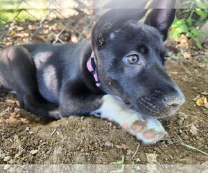 Labrador Retriever-Unknown Mix Dogs for adoption in Monterey, VA, USA