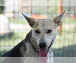Siberian Husky-Unknown Mix Dogs for adoption in Dodson, MT, USA
