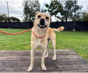 Chihuahua-Parson Russell Terrier Mix Dogs for adoption in Orange, CA, USA