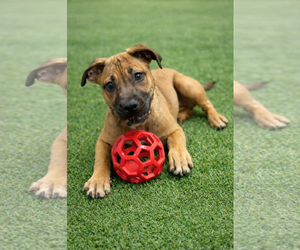 Black Mouth Cur-Boxer Mix Dogs for adoption in Euless, TX, USA