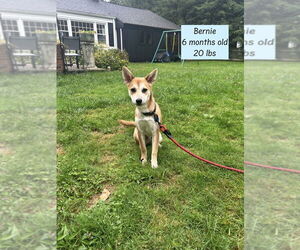 Chihuahua-Spaniel Mix Dogs for adoption in Brewster, NY, USA