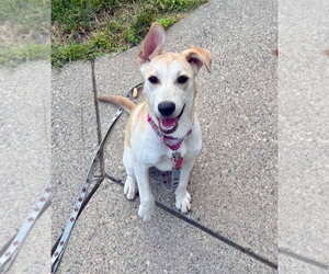 Labrador Retriever-Unknown Mix Dogs for adoption in St. Louis Park, MN, USA