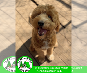 Goldendoodle (Miniature) Dogs for adoption in Stroudsburg, PA, USA