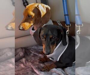 Dachshund Dogs for adoption in Los Angeles, CA, USA