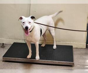 American Pit Bull Terrier-Unknown Mix Dogs for adoption in Pasadena, CA, USA