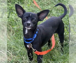 Chipin Dogs for adoption in Princeton, MN, USA