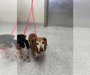 Dachshund-Unknown Mix Dogs for adoption in Pasadena, TX, USA
