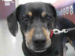 Basschshund Dogs for adoption in Missoula, MT, USA