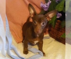 Toy Rat Doxie Dogs for adoption in Modesto, CA, USA