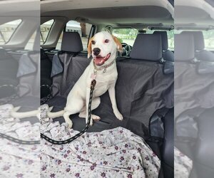 Beagle-Unknown Mix Dogs for adoption in Boston, MA, USA