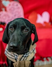 Labrador Retriever-Unknown Mix Dogs for adoption in Smyrna, GA, USA