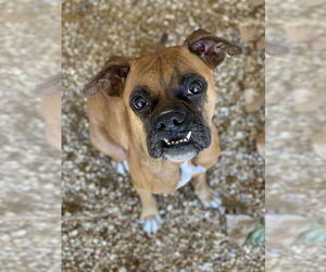 Boxer Dogs for adoption in Austin, TX, USA