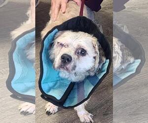 Shih Tzu-Unknown Mix Dogs for adoption in Westminster, MD, USA