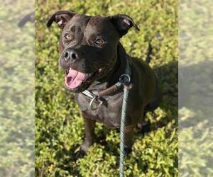 American Staffordshire Terrier Dogs for adoption in Fort Lauderdale, FL, USA