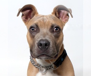 American Pit Bull Terrier Dogs for adoption in West Hollywood, CA, USA