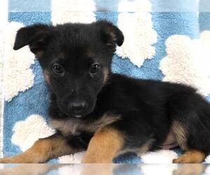 Mutt Dogs for adoption in Thief River Falls, MN, USA