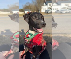 Labrador Retriever-Unknown Mix Dogs for adoption in Murfreesboro, NC, USA